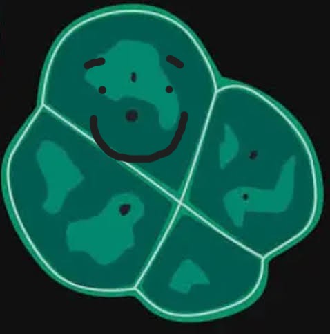 Deinococcus radiodurans